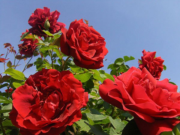 Hoa hồng nhung: Ý nghĩa, hình ảnh, cách trồng, chăm sóc tại nhà